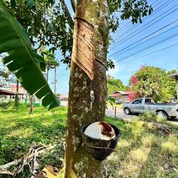 Rubber tree! Brings me back to my variety show days... Jill??