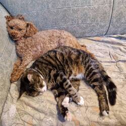 Abby and Tiger don't seem to mind spending lots of time hiding from the rain