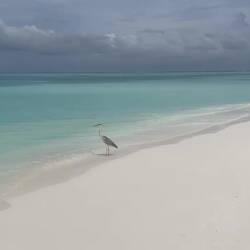 Reiher am Weststrand