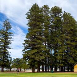Gigantic Cook pines at the Esplanade Reserve — Fremantle, WA.