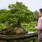 Der Bonsai Garten war sehr interessant 😅