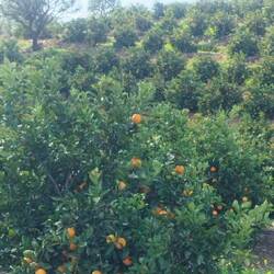 Leider hat der Zaun die Bäume gut geschützt 😂