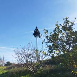 Eigentlich ein Funkmast, verkleidet als Baum👍