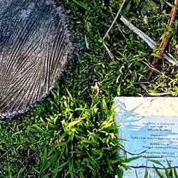 This cracks me up. Read the plaque its a dedication to a tree they cut down.