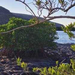 Mangroven nördlich von La Paz