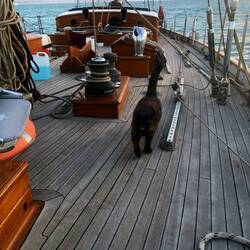 Auf der "Sensation" gibt es alles, sogar eine Katze.