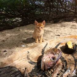 Der kleine Frechdachs kriegt die Reste vom Vorabend 🐟