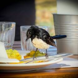 A "breakfast customer" at the neighboring table — Busselton, WA.