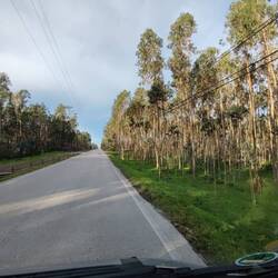 Eukalyptusplantage ohne 🐨