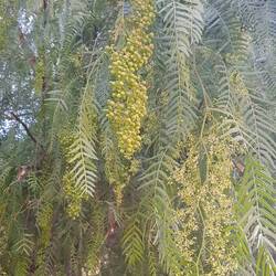 Roter Pfeffer...noch nicht reif