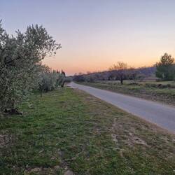 Erste Olivenbäume