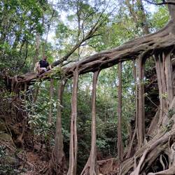 In Santa Elena, wo wir gewohnt haben, gab es diese spannende Riesenwurzel zu begutachten.