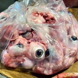 Hier gibt es alles vom Tier...