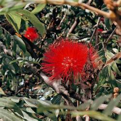 Dafür blüht es auf dem Stadthügel.