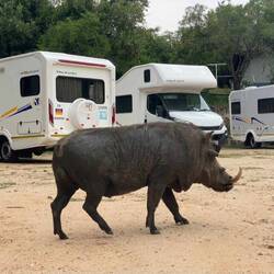 Das Warzenschwein hatte keine Angst davor, auf unserem Grill zu landen.