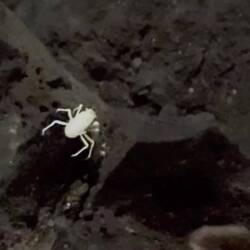 die blinden weissen Krebse im unterirdischen Salzsee