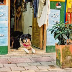 In Guatapé sind, wie fast überall, viele Hunde zuhause. Nicht nur Streuner, auch Haustiere.