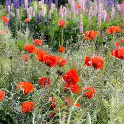 Poppies in the Public Gardens