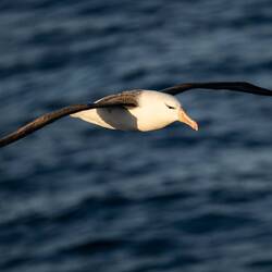 Black Brown Albatross