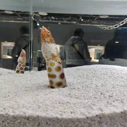 Vissen die denken dat ze gras zijn