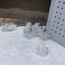 Ondersteboven zwemmende kwallen