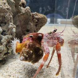 Hele grote heremietkreeft met zelfs een anemoon op zijn schelp