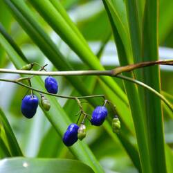 Chinesische Flachslilie (Dianella ensifolia)
