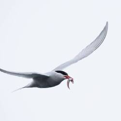 Antarctic Tern w Catch