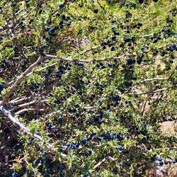 Calafate Beeren (Buchsblättrige Berberitze)
