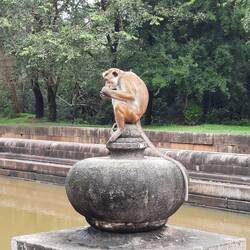 Man trifft sie immer und überall: Affen. Vorsicht mit allem was man hat ist angesagt