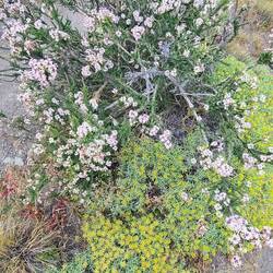 I forget the name, but so fragrant.