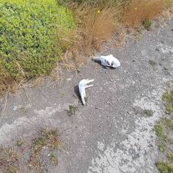 Not complete w/o some bones. Saw this in a few areas. Condors pick bones clean.