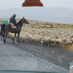 Huge heard of sheep being moved across the road.