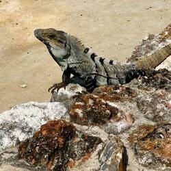 So many Iguanas, the best photo i could get with phone