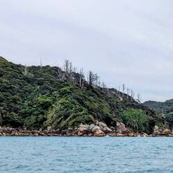 Dead pine trees along the Abel Tasman coast