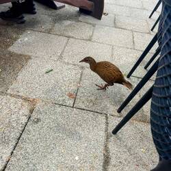 Sneaky little bugger (Weka)
