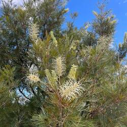 Beautiful wild flowers. Banksias