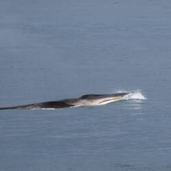 Fin Whale