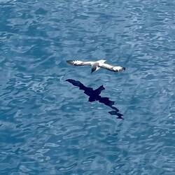Antarctic Petrel