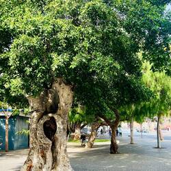 I think tje Keebler elves live here.