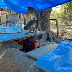 Monkey business on the way back down.