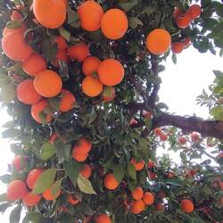 Wenn man die essen könnte 😂