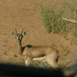 Arabian Gazelle