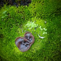 Andreas: "Guck mal, da wächst ein Ohr!" 😁