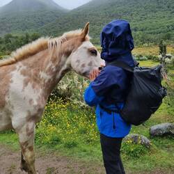 Halbwüchsiges Pferdchen auf Abwegen