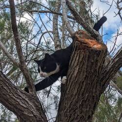 Katzen fliehen vor den Hunden auf dem Platz in die Bäume