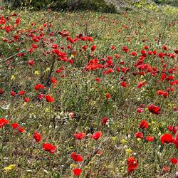 Bozcaada poppies