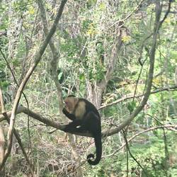Dieses Äffchen ließ sich in der Nähe des Wasserfalls mit Bananen füttern :)