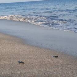 ...bei ihrer ersten großen Reise, vom Nest ins Meer
