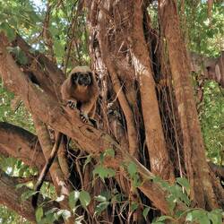 Bewohner des Stadtparls: Äffchen und...
